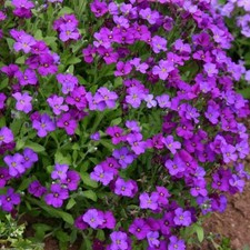 Aubrieta plug plants garden
