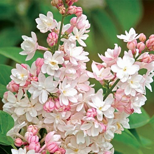 Light pink lilac seeds tree - 25,