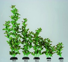 Aquarium Fish Tank Plant