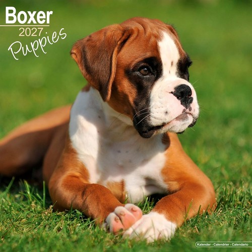 Boxer puppies calendar 2027 - puppies,