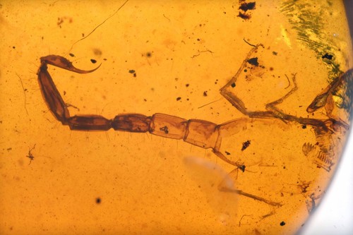 Rare partial scorpion fossil - rare,