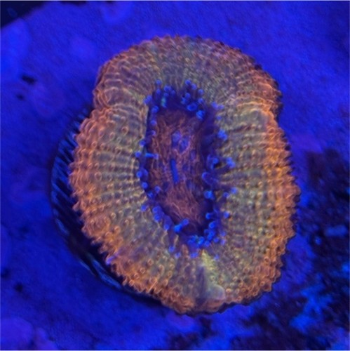 Mac corals backshot - corals-, acan