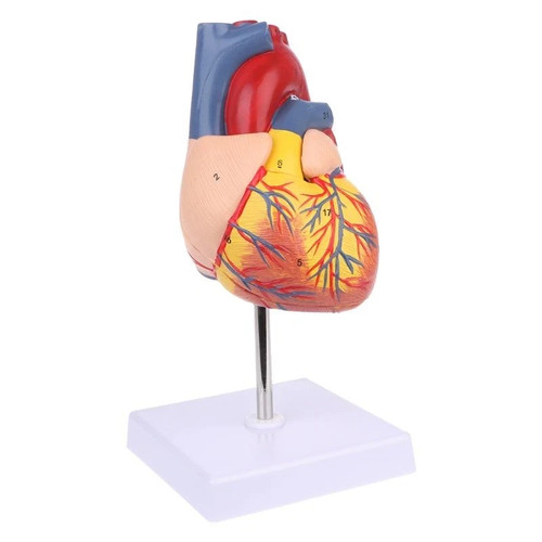Disassembled anatomical human - anatomical,
