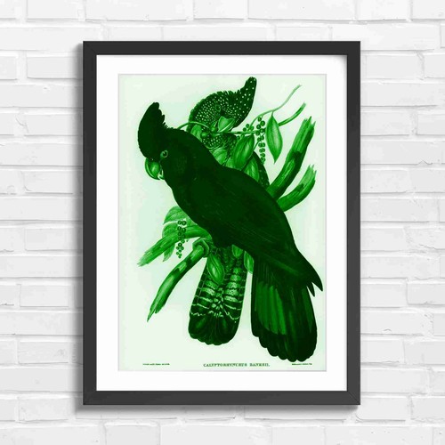 Vintage black cockatoo bird - cockatoo,