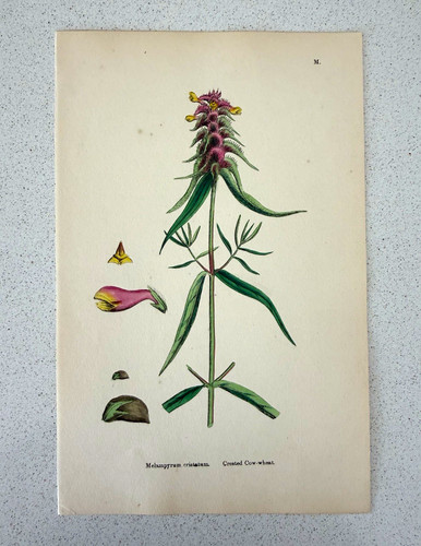 Antique botanical print - botanical,