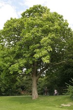 Catalpa bignoniodies 15 Cigar