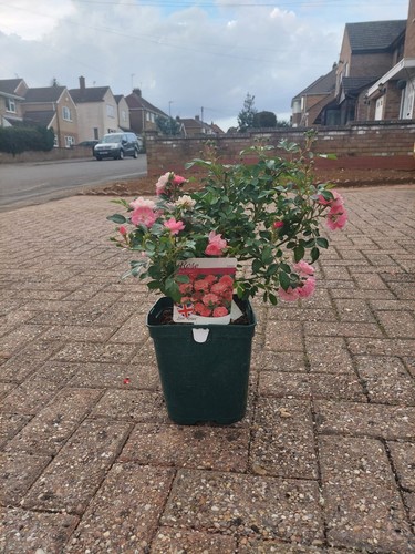 Rose the fairy - fairy, pot