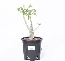 Pot 12cm bursera ariensis - bursera,