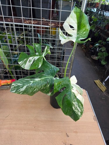 Monstera deliciosa albo - monstera,