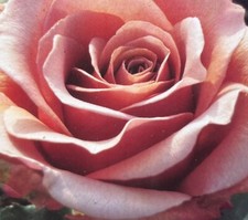 Mocha-Rosa Bush Rose - 4L Pot