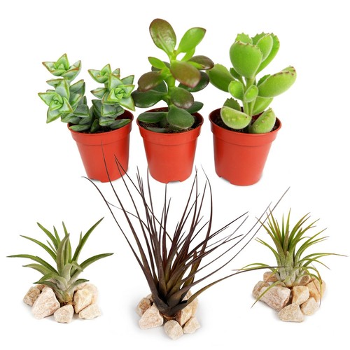 Succulent air plant houseplant - succulent/air,