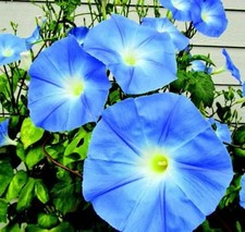 MORNING GLORY HEAVENLY BLUE -