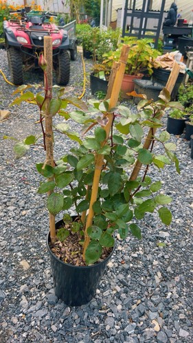 Large litre pot climbing - 7,