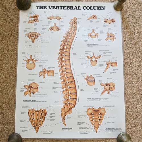 Vintage anatomical chart - vintage,