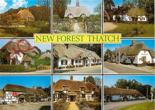 Picture postcard new forest - postcard:;new,