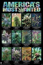 638420 America's Most Wanted Weed Ganja Marijuana Pot Smoking Wall Decor Poster