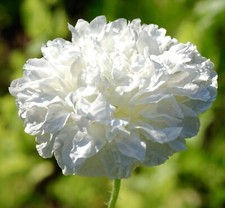 White Cream Peony Poppy