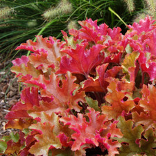 Heuchera Marmalade Coral Bells
