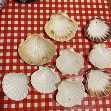 Scallop Shells Washed White Natural 11cm x 7 and 13cm x 2, for baking or craft