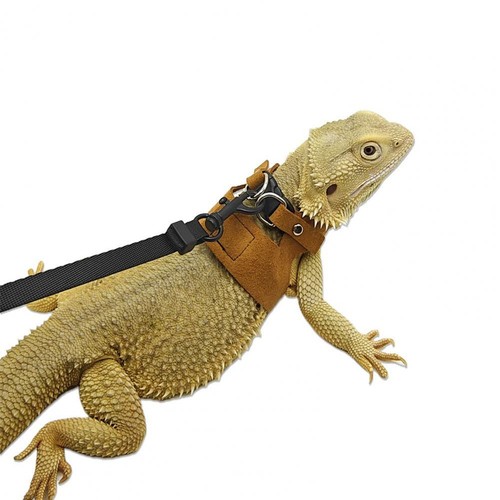 Faux leather bearded - faux, dragon
