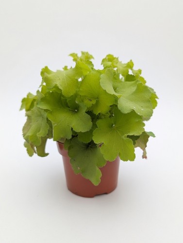 Green heuchera lime 1l - green,