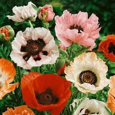 6000 POPPY SEEDS PAPAVER