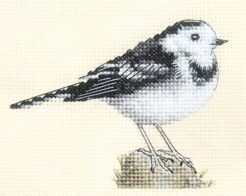Pied wagtail bird full - ~,