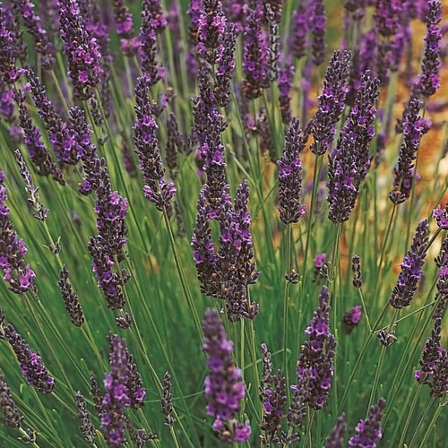 Lavender grosso french - lavender,