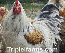 12+ GIANT ~~RARE~~ SSO BRAHMA~