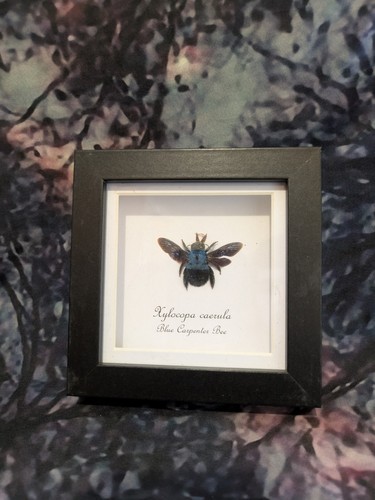 Blue carpenter bee xylocopa - blue, (xylocopa