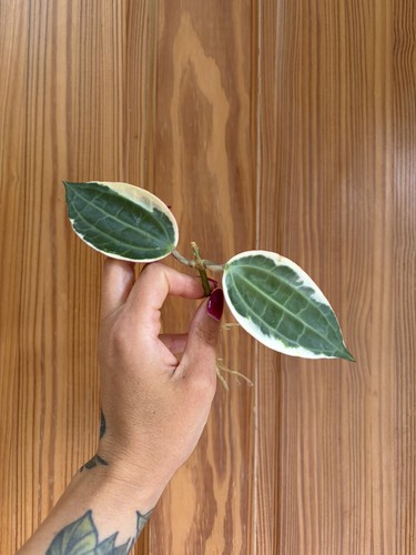 Hoya macrophylla variegated
