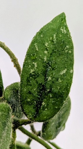 Hoya edamame node 2 leaf - edamame,,