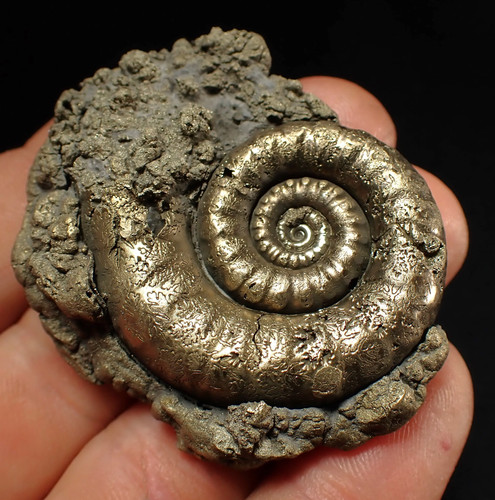 Pyrite eteoderoceras - pyrite,