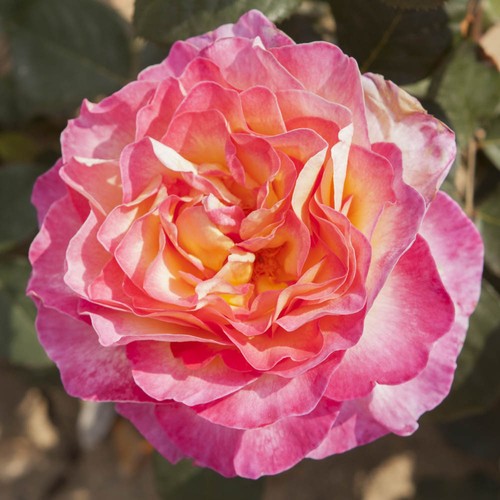 Hybrid tea rose gorgeous - hybrid,