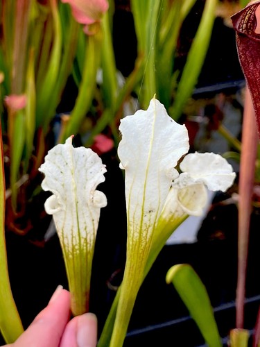 Sarracenia leucophylla alba - leucophylla,