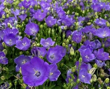  40 000 seeds Campanula