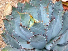 Agave guadalajarana Rare