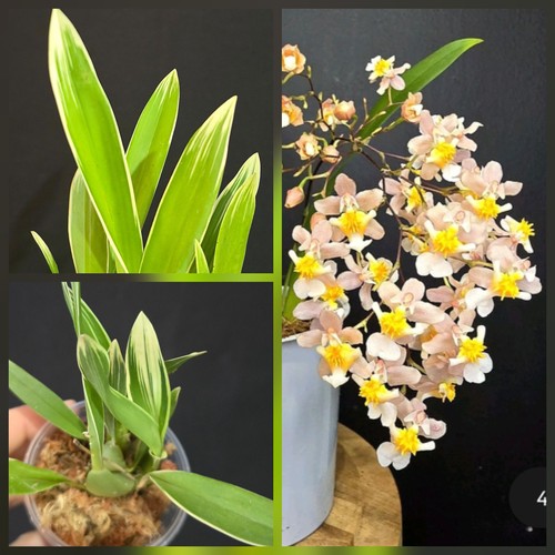 Oncidium twinkle pink - oncidium,