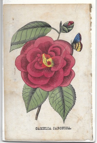 Botanical antique hand colored - botanical,