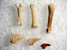 Oligocene Fissure fossil