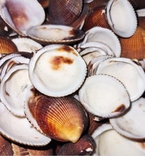 Cockle shell natural - shell,