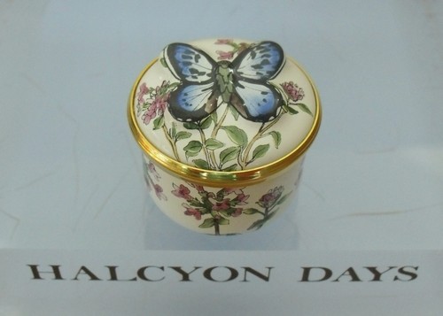 Halcyon days blue butterfly - halcyon,