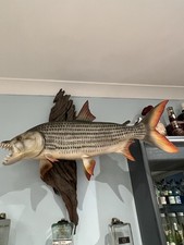 Tiger fish wall mount - fish,
