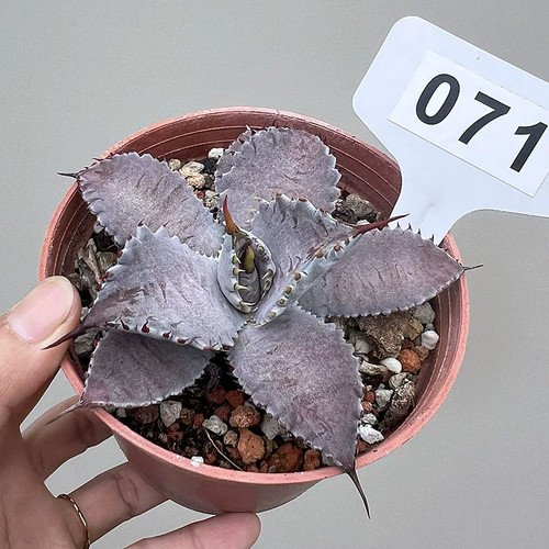 1pieces 8cm seedgrowth agave - 1pieces, 7-8cm