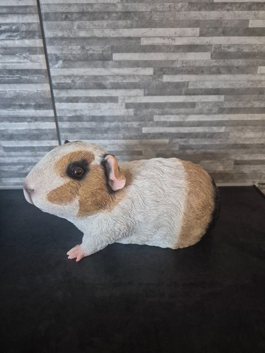 Tri coloured guinea pig