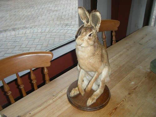 Taxidermy hare - taxidermy,