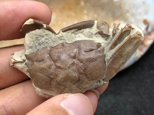 Jurassic natural crab animals - natural,