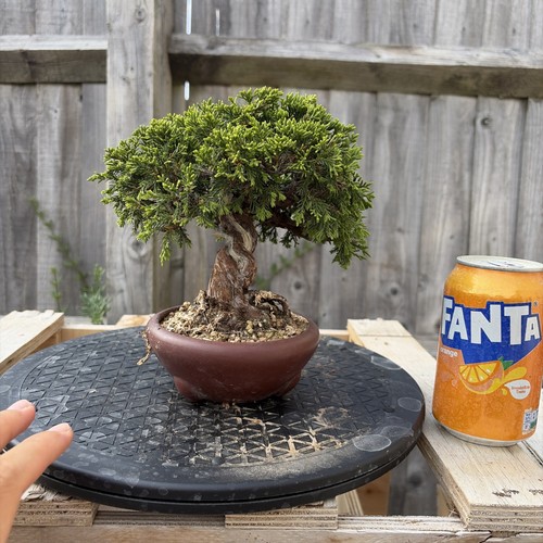 Itoigawa juniper years - 25, years+