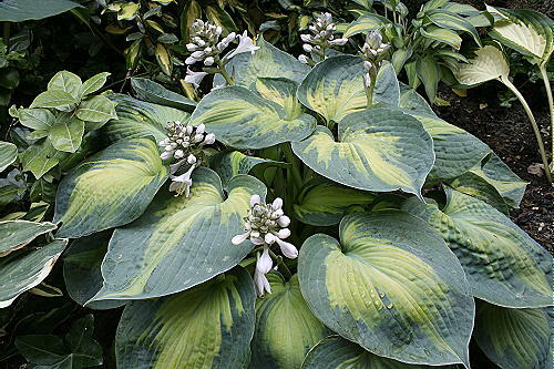 Hosta blue circle - circle®, garden