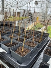 Green/Copper Beech Tree -